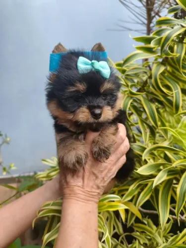 Yorkshire Terrier Macho Adorável