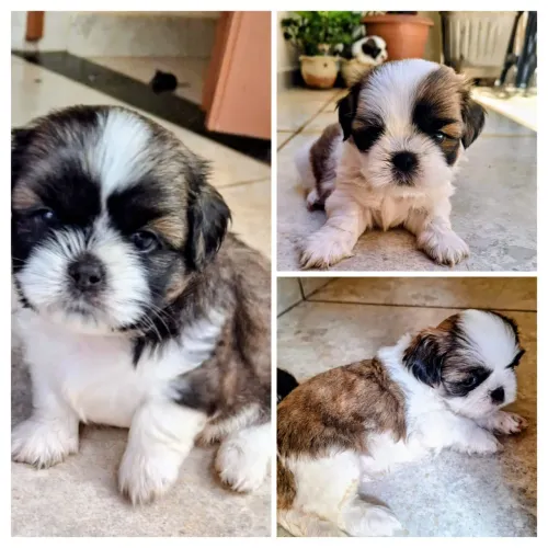 Vendo filhotes shitzu macho