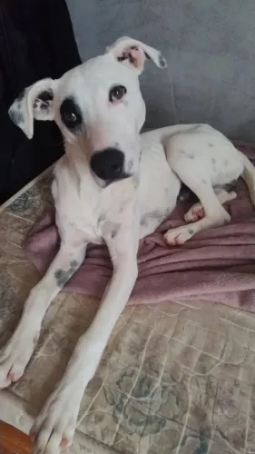 Javier para adoção responsável - Cachorro macho