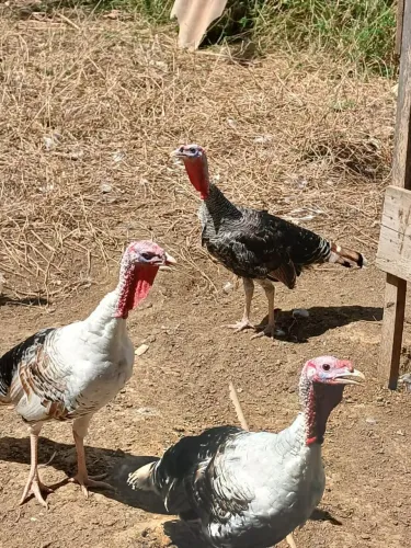 Vendo perus machos