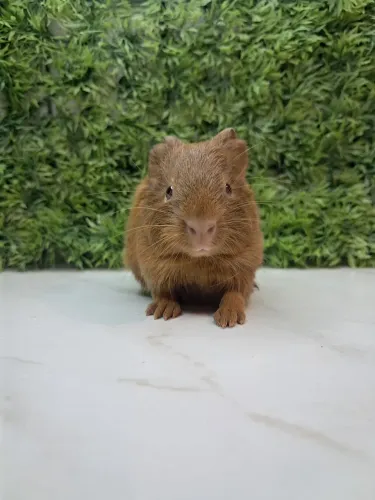 Porquinho da india