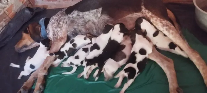 Filhotes de americano puro três animais disponível
