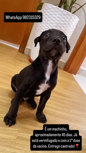 Cachorrinho castrado p/ adoção responsável!