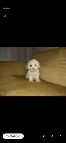 Poodle micro