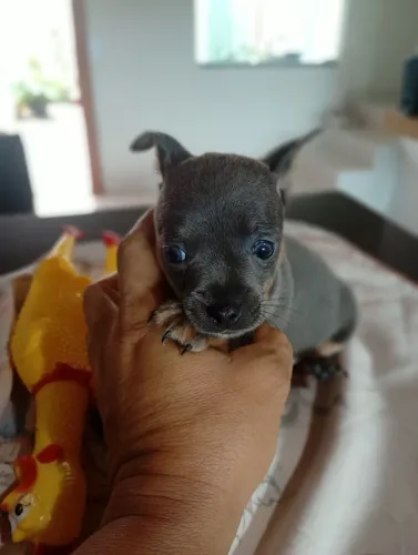 Pinscher 1