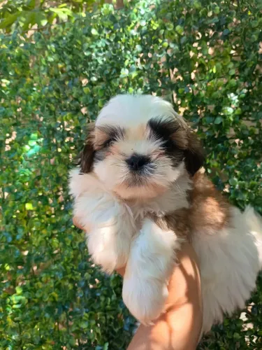Shih-tzu com 65 dias femea vermifugada
