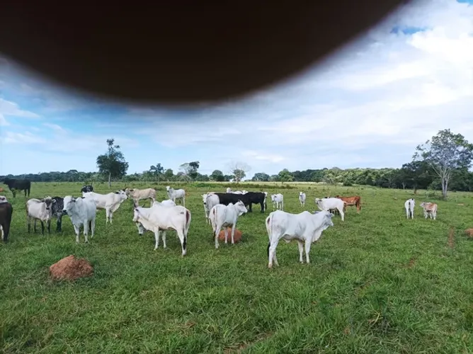 Fazendade 48 alq em Jaragua-Go