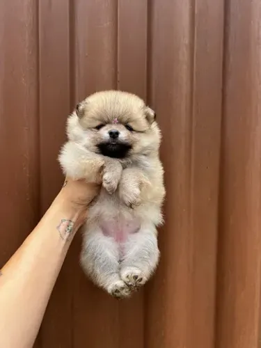 Filhote Lulu da pomerania anao