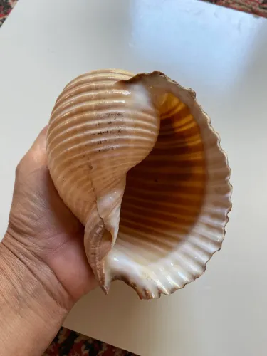 Concha do mar