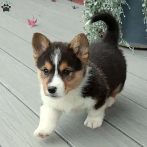 Corgi - Baixinhos saudáveis 