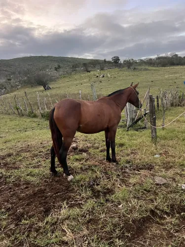 Potra MM sem registro 