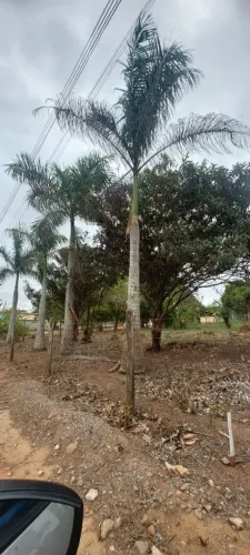 Vendo 2 palmeiras imperial em Araçoiaba da serra sp