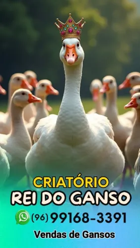 Vende-se Ganso 