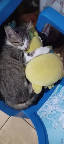 Gatinhos para adoção 