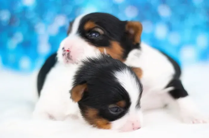 Biewer Terrier Macho Tricolor Inteligente, Sociável e Brincalhão