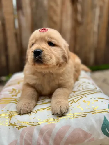 Filhote de Golden Retriever com Coroa