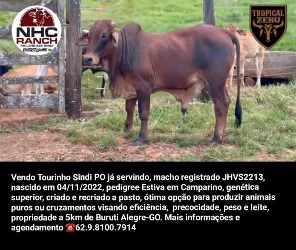 Tourinho Sindi Leiteiro PO Registrado - JHVS2213