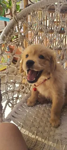 Golden Retriever filhotinho com colarinho vermelho 