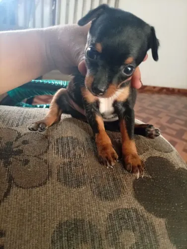 Cachorro pincher ( macho)