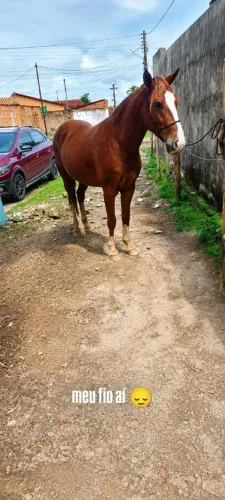Cavalo de carroça e sela