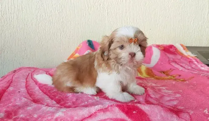 Filhote shih tzu, Leve Para Casa Um Cachorrinho e Tenha Amor Sem Fim!