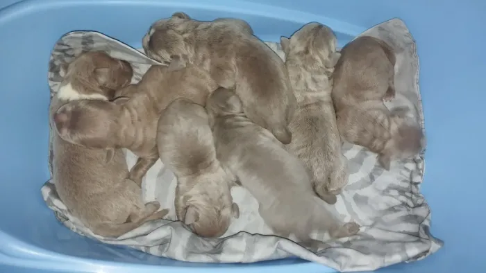 Vende se filhotes de Pitbull