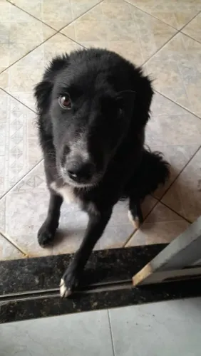 Doação responsável filhote de border collie