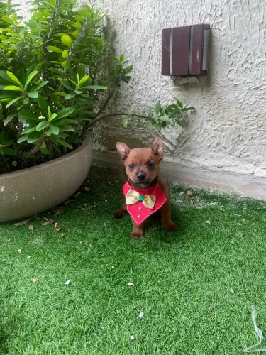Pinscher zero machinho orelhas em pé e rabo poudado