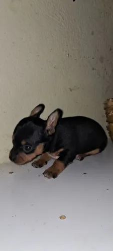Pinscher machinho