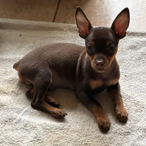 Pinscher macho 3 meses