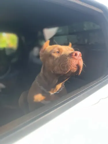 Brazilian pit monster