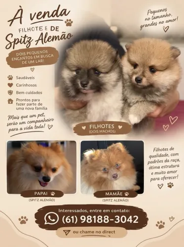 Spitz alemão macho 