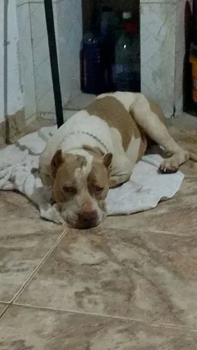 Pitmonster fêmea a venda
