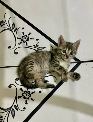 Gatinha pra adoção 