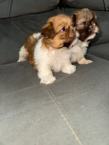 Shih tzu fêmea e macho