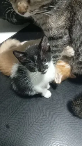 Lindos gato para adoção responsável 
