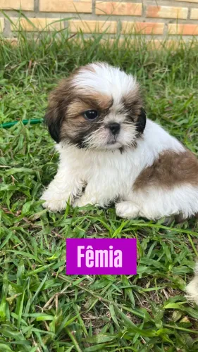 Shihtzu DISPONÍVEL 