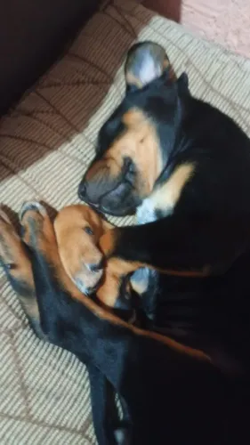 Estou doando esse cachorrinha
