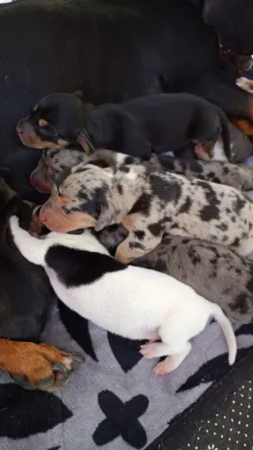 Dachshund machos e fêmeas 