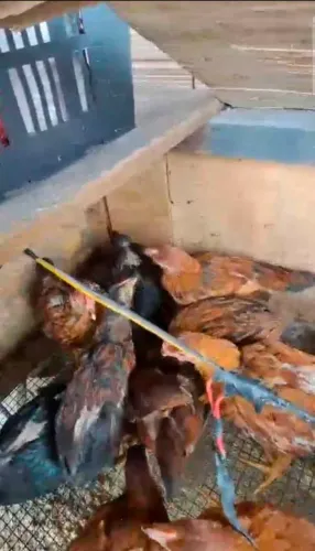 Pintos rod land head