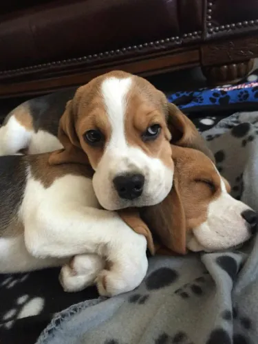 Beagle 13pol leve seu novo amigo para a casa