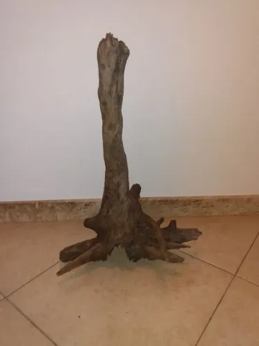 Raízes Grandes tratadas