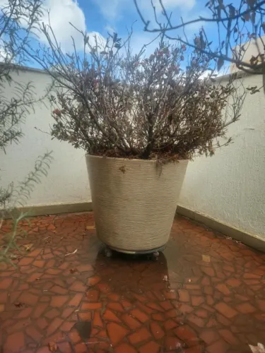 Vaso de Planta de Azaléia