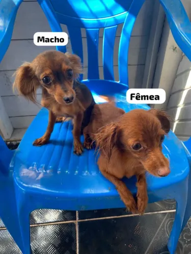 Vendo 2 cachorros da marca pinscher 