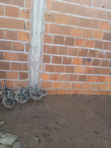 Vende filhotes de gansos Africano 