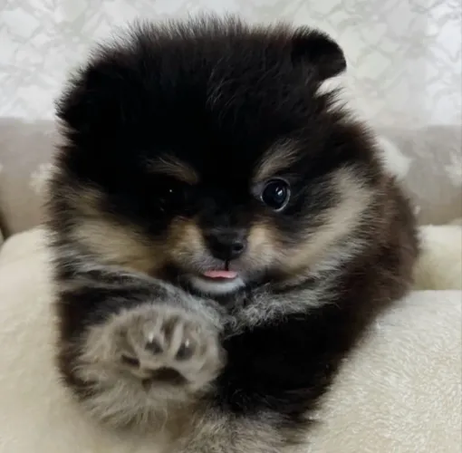 Lulu da Pomerania anão Filhotinhos black tan pronta entrega 