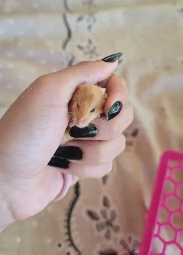 Vende-se ratos Camundango fancy