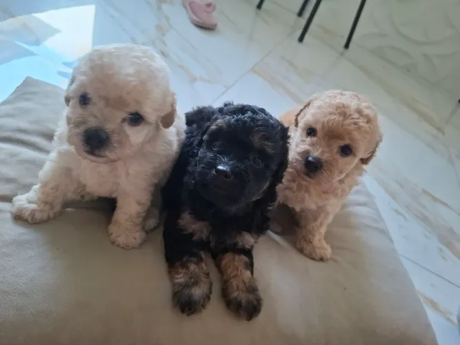 Filhotes de poodle mini toy