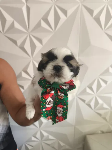 Filhotes Macho Shih tzu Mini com Pedigree