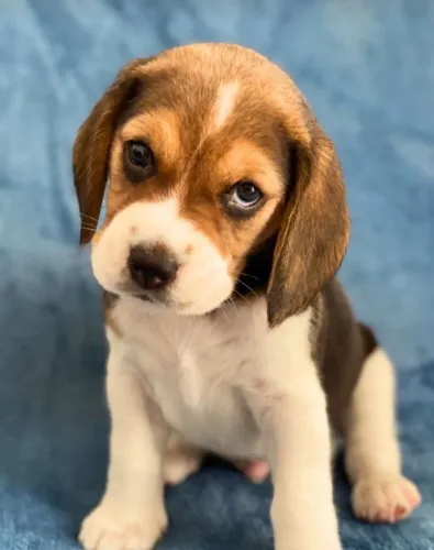 Beagle Filhotinho que combina presença e fofura